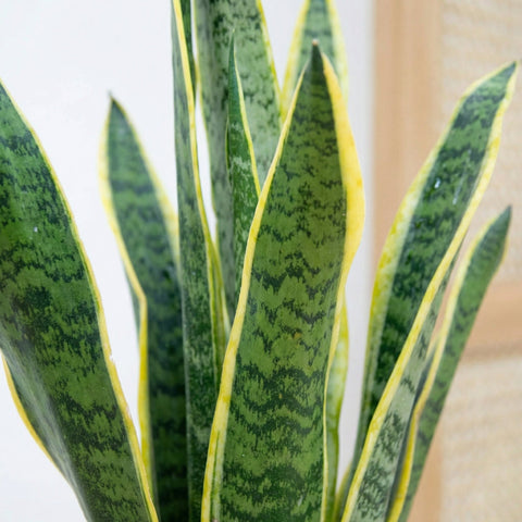 Sansevieria (snake plant) collectie Green Bubble