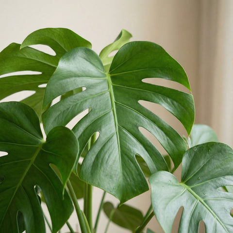 Monstera (Swiss cheese plant) collectie Green Bubble