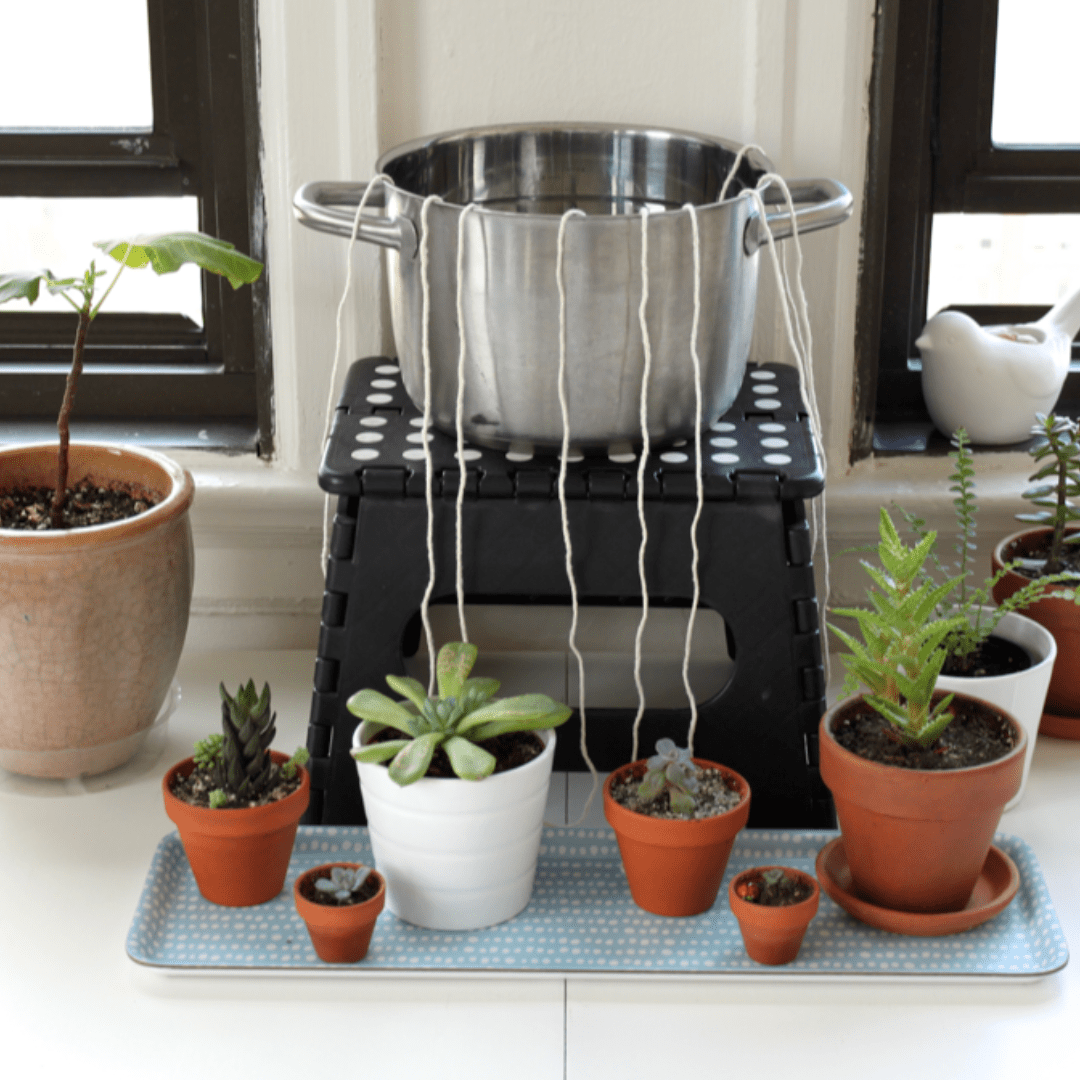 Vous êtes en vacances et vous n'avez pas de plant sitter ? Pas de panique ! - Green Bubble
