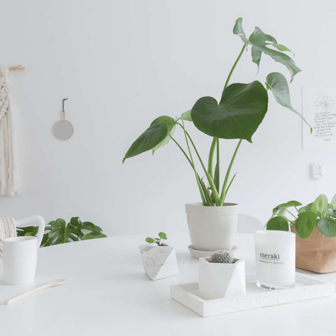 Wszystko, co musisz wiedzieć o Alocasia - Green Bubble