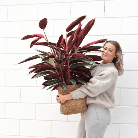 Pink houseplants are hot!