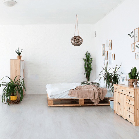 Low budget en easy-care planten voor in je studentenkamer