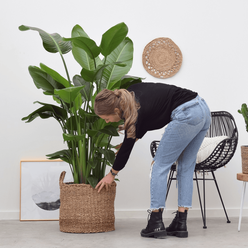 Schaffen Sie Platz in Ihrem Zuhause mit einer dieser großen Zimmerpflanzen - Green Bubble