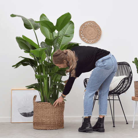 Creëer ruimte in huis met één van deze grote kamerplanten