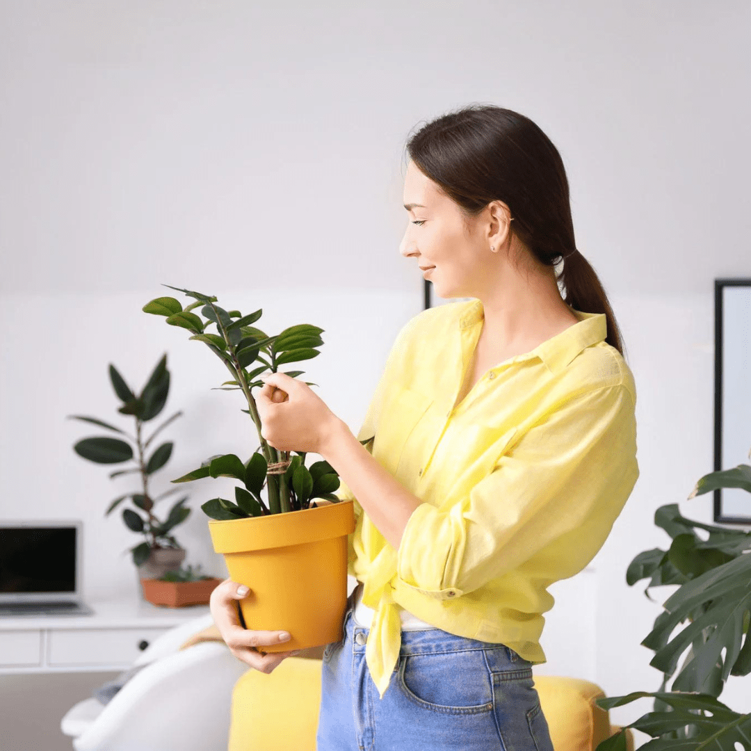 Cette plante convient le mieux à votre signe astrologique - Green Bubble