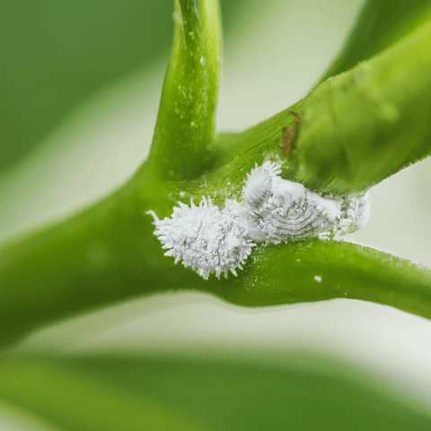 How do I control mealybug?