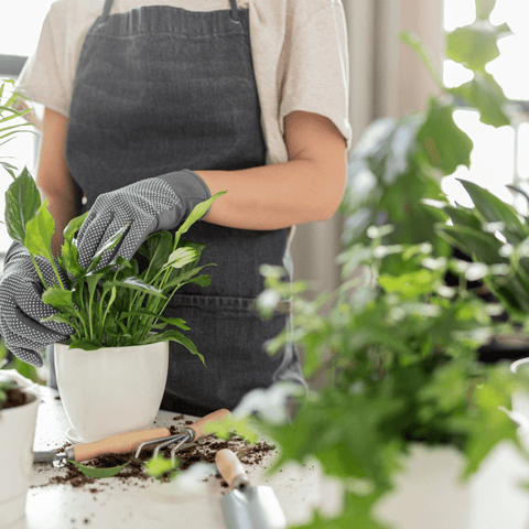 Welche Blumenerde wähle ich für meine Zimmerpflanze?