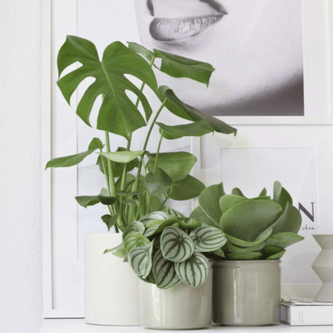 Wie schneide ich meine Monstera-Zimmerpflanze?