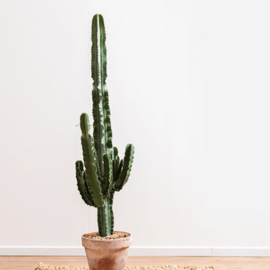Comment bouturer mon plante grasse ? - Green Bubble