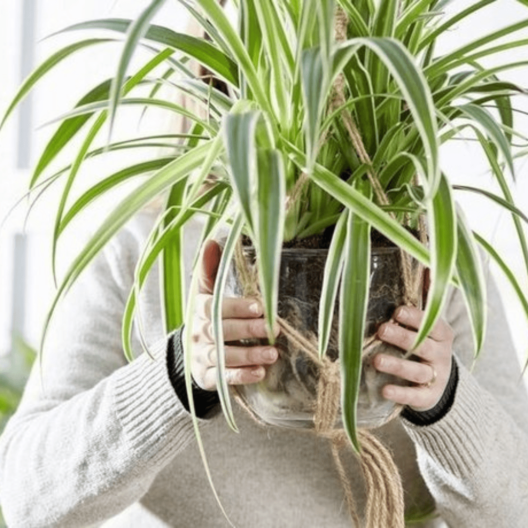 How to propagate a Peace Lily? | Green Bubble