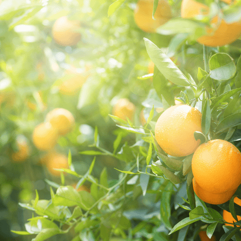 Verzorgingstips voor fruitbomen