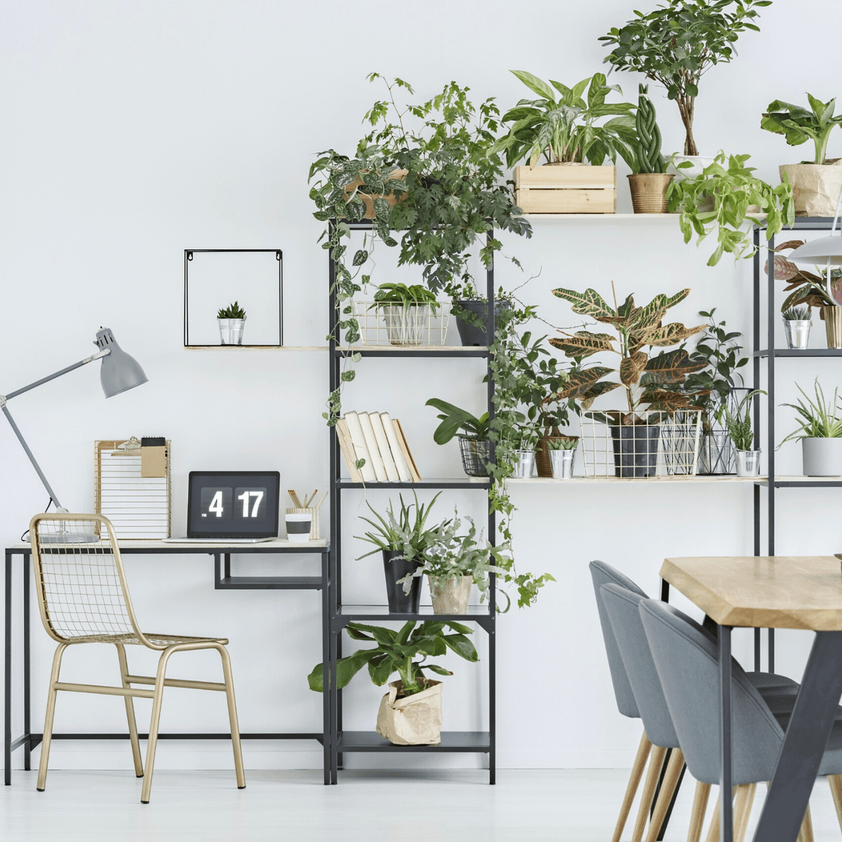 Houseplants for student rooms - Green Bubble