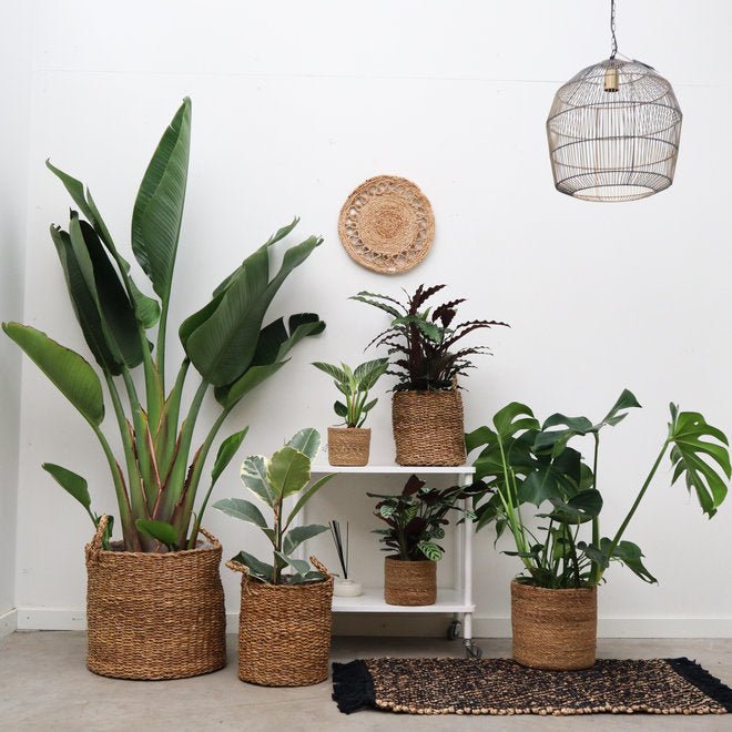 How to choose the right plant - Green Bubble