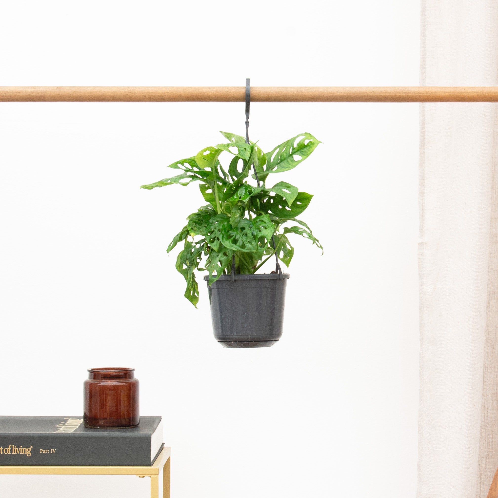 Monstera verzorgen tips | Green Bubble