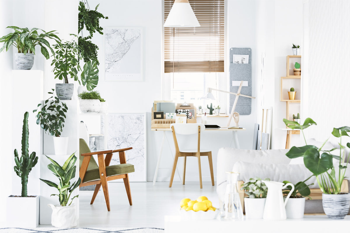 Nos 5 plantes les plus résistantes aux loups pour la maison - Green Bubble