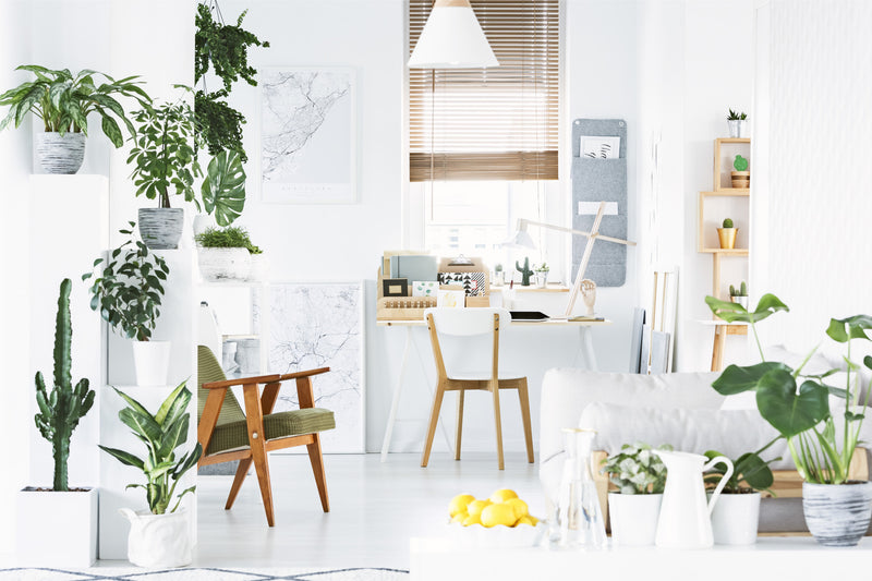 Unsere 5 räubersichersten“ Pflanzen für die Wohnung - Green Bubble
