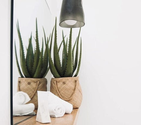 Wie steche ich meine Aloe Vera Zimmerpflanze?