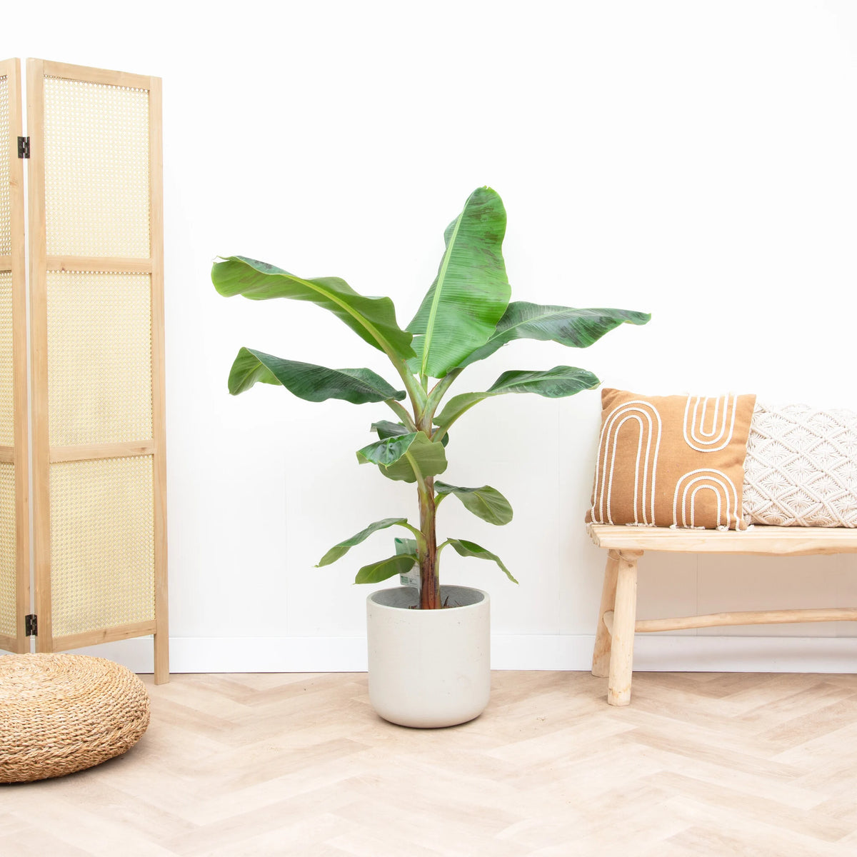 Bananenplant verzorgen tips - Green Bubble