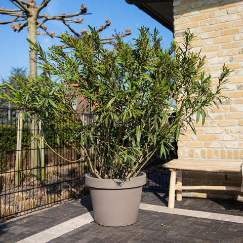 Wie schneide ich meinen Oleander?