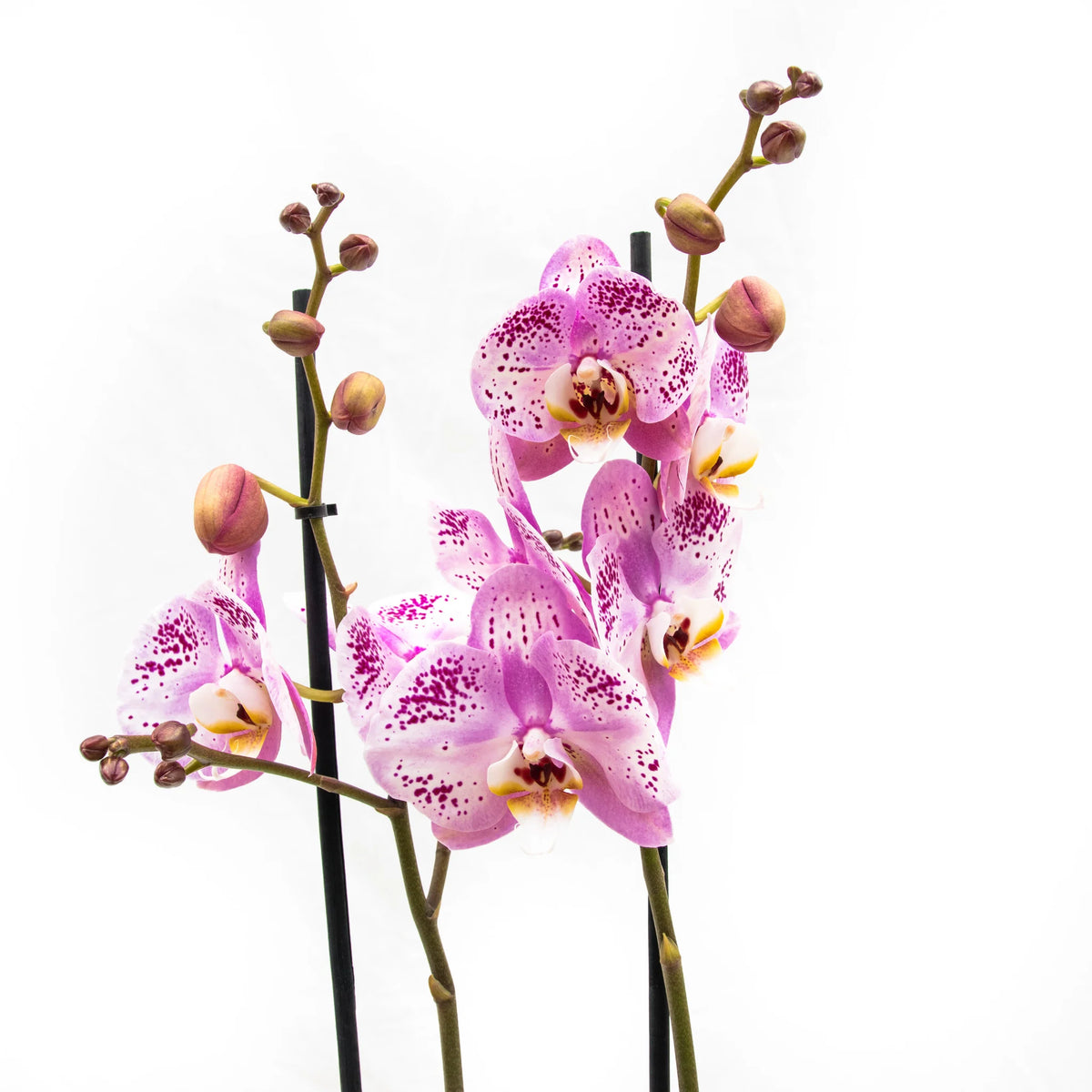 Schenken Sie Ihrer Orchidee ein zweites Leben - Green Bubble