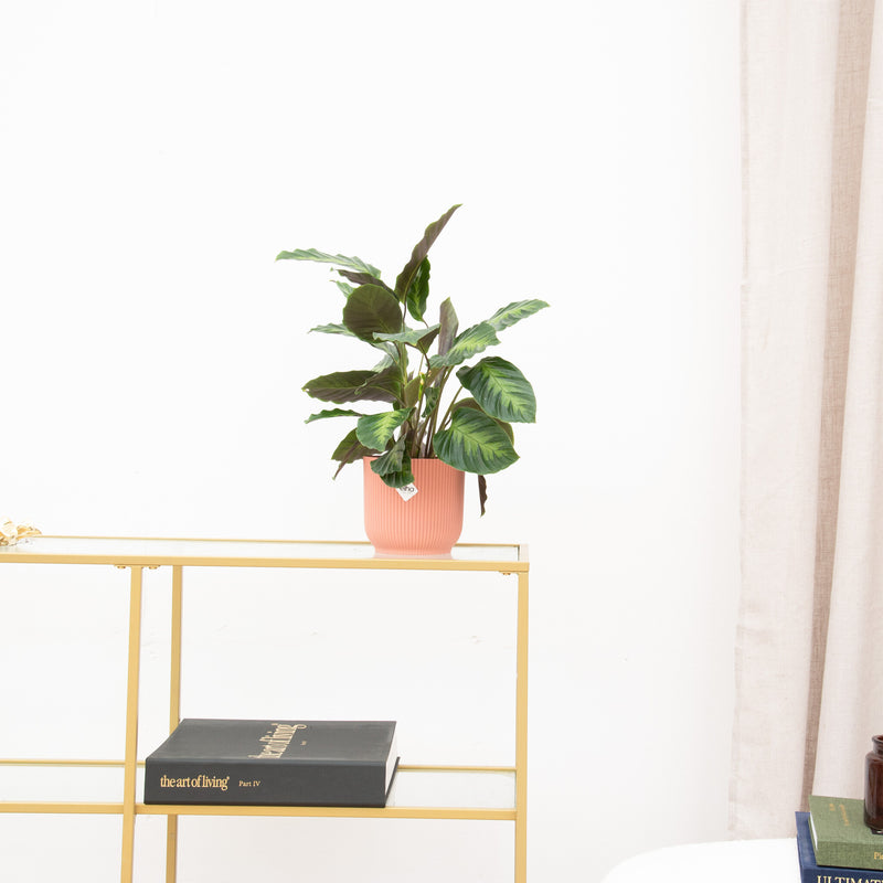 Wie schneide ich meine Calathea? - Green Bubble