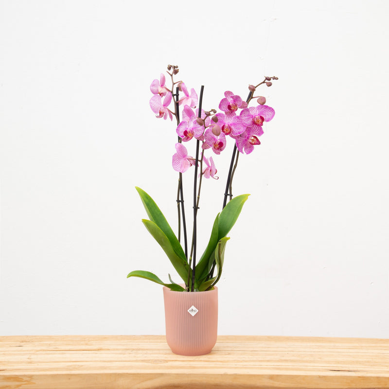 Wie vermehre ich Orchideen?  - Green Bubble