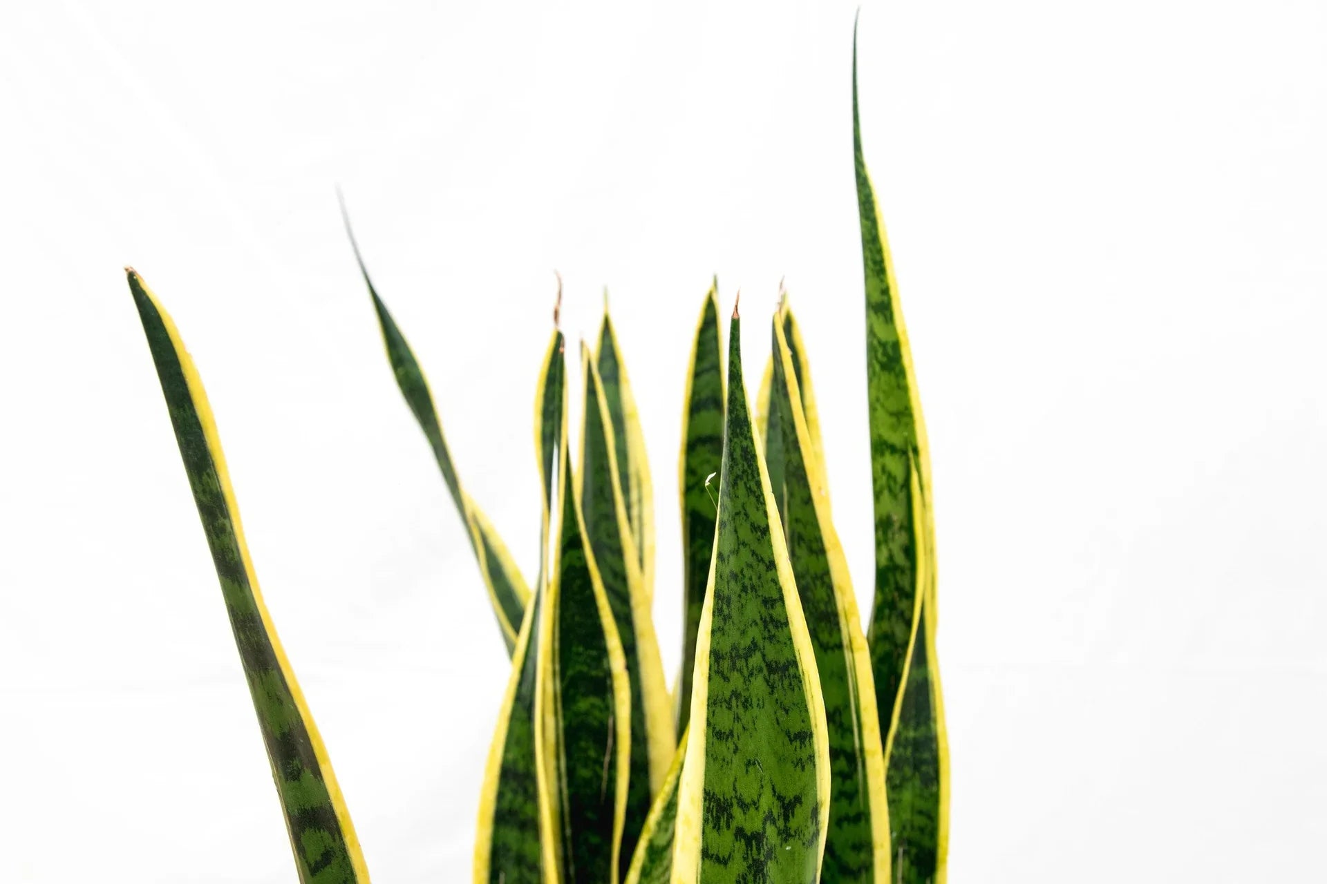 Wie schneide ich meine Sansevieria? | Green Bubble