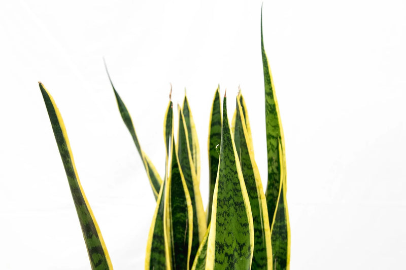 Wie schneide ich meine Sansevieria? - Green Bubble