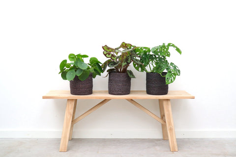 Choosing the right pot size for your houseplant