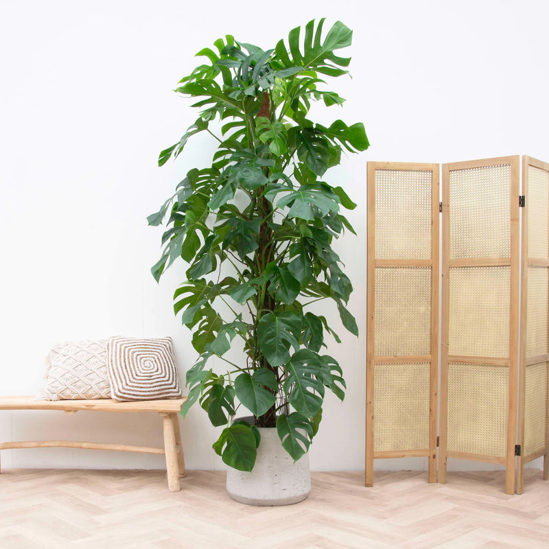 Alles, was Sie über die Monstera (Lochpflanze) wissen müssen - Green Bubble