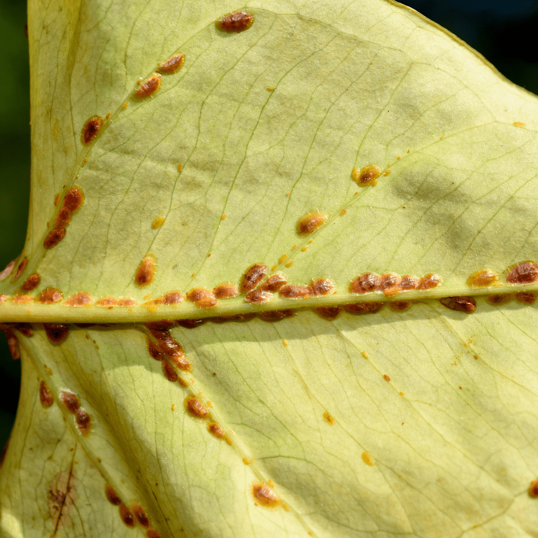 How do I control cap lice? - Green Bubble