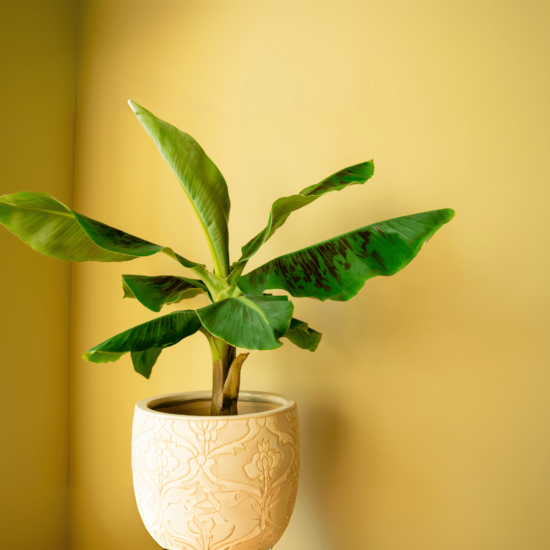 How do I propagate my banana plant? | Green Bubble