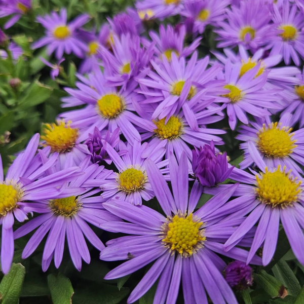 Aster