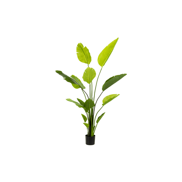Kunst Strelitzia (Paradijsvogelplant)