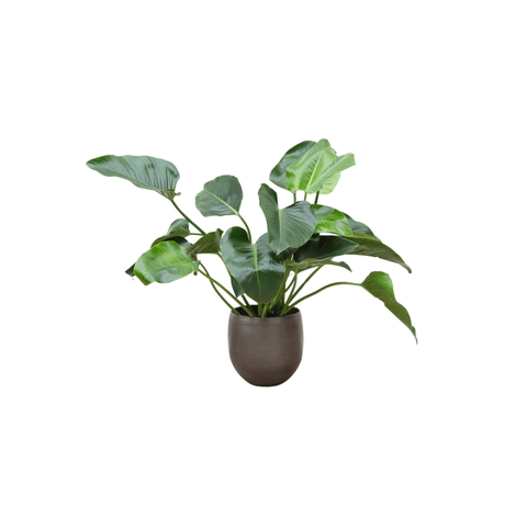 Philodendron