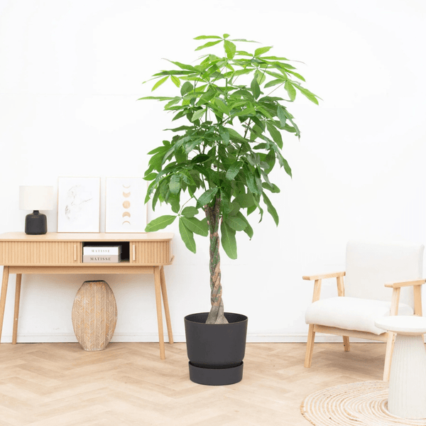 Entretien du Pachira Aquatica