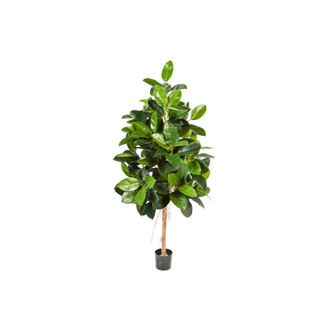 Art Ficus