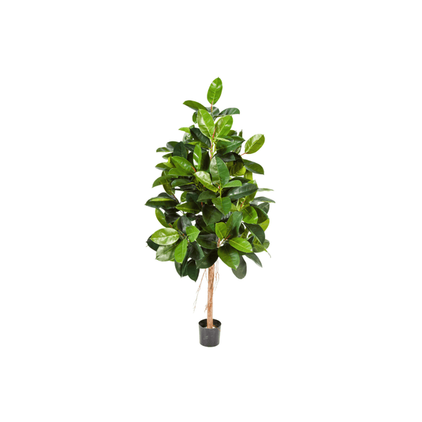 Kunst Ficus