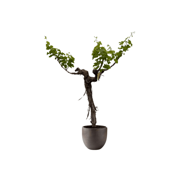 Weintrauben Baum (Vitis vinifera)