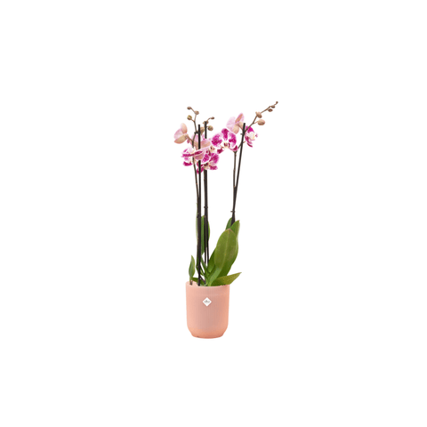 Orchidee