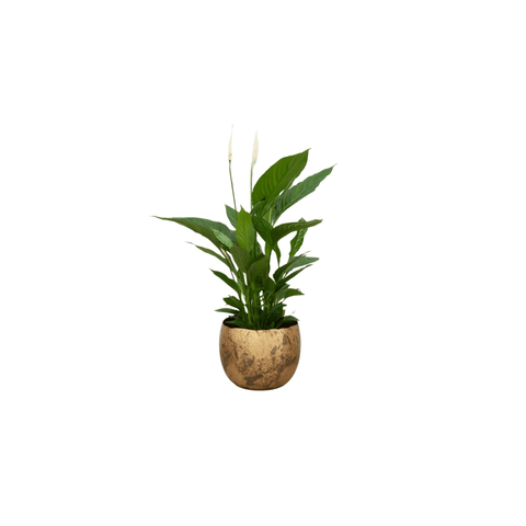 Spathiphyllum (Lepelplant)