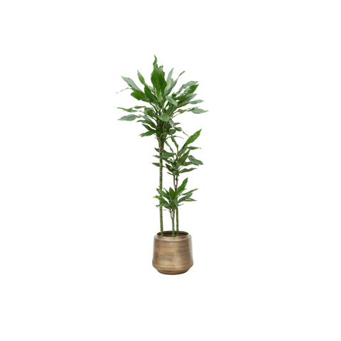 Dracaena (Drakenbloedboom)