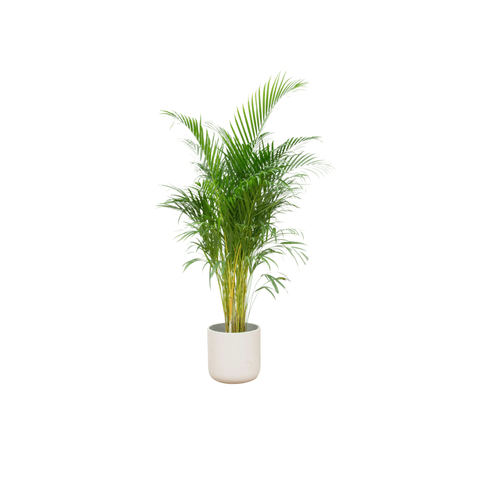 Areca palm (Dypsis Lutescens)