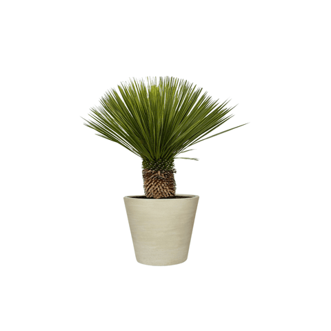 Yucca Rostrata