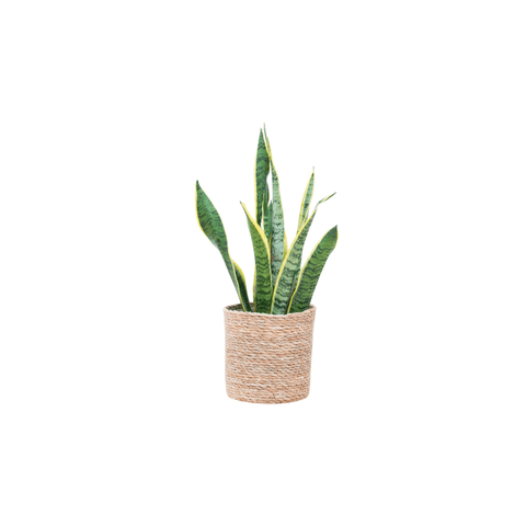 Sansevieria (Vrouwentong)