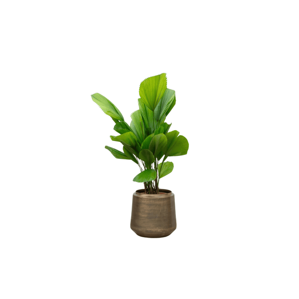 Mittelgroße Zimmerpflanzen