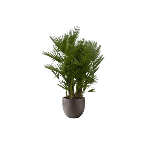 Chamaerops Humilis