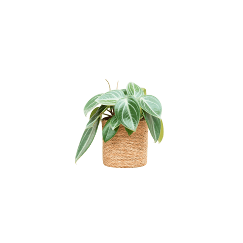 Peperomia