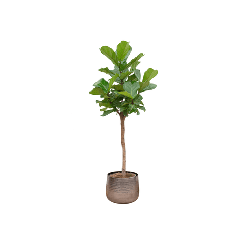 Ficus