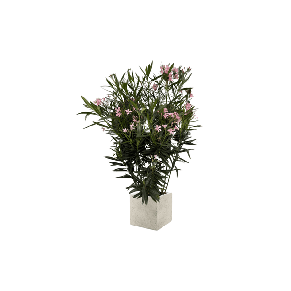Nerium Oleander
